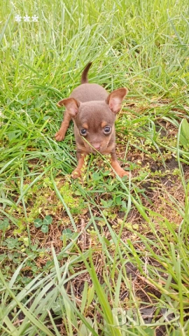 Продавам чихопинчерчета, снимка 3 - Пинчер - 54365798