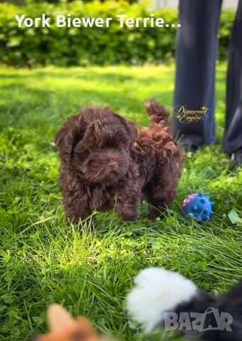 Страхотно момче малтипу! Доставка 