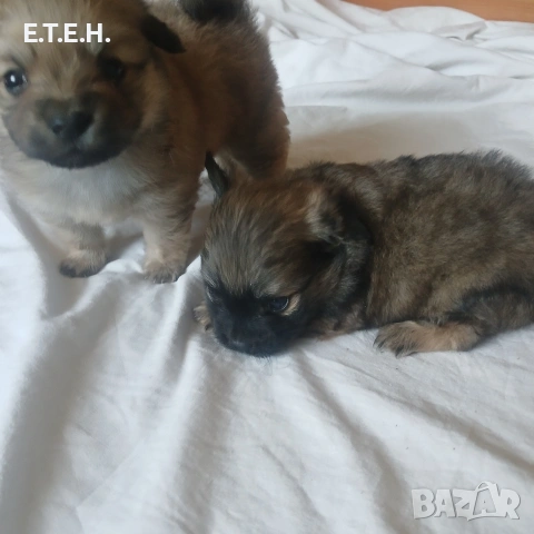 Мини Померан , снимка 7 - Померан - 55089951