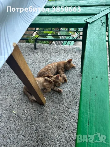 Осинови котенца , снимка 5 - Други - 55335331