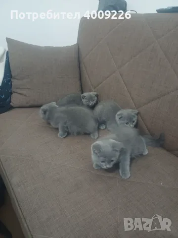 Британска котка, снимка 3 - Британска късокосместа - 55544166