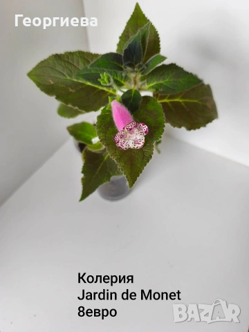 колерия , снимка 5 - Стайни растения - 54716817