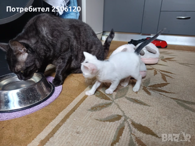 Подарявам коте за осиновяване, снимка 4 - Други - 54737335