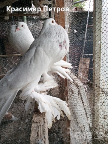 продавам млад чифт балони , снимка 3 - Гълъби - 54376104