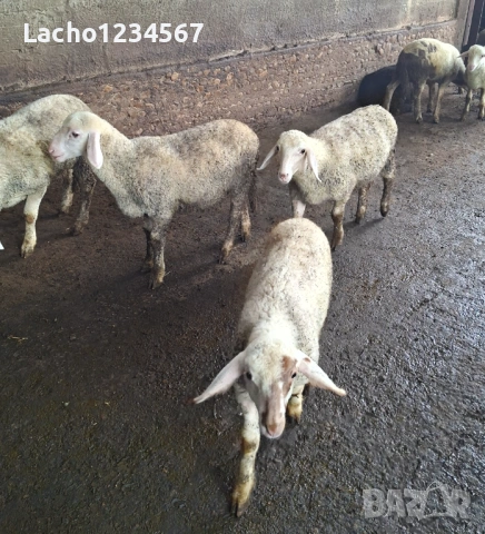 Продавам агнета