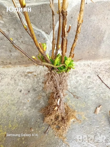 Хортензия бяла и розова , снимка 7 - Разсади - 50764477