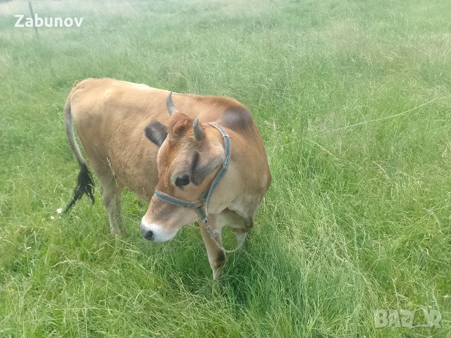 Продавам юница Джерсей на година и три месеца , снимка 7 - Крави - 55108269