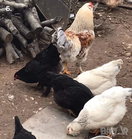 Разплодни яйца, снимка 3 - други­ - 54259062