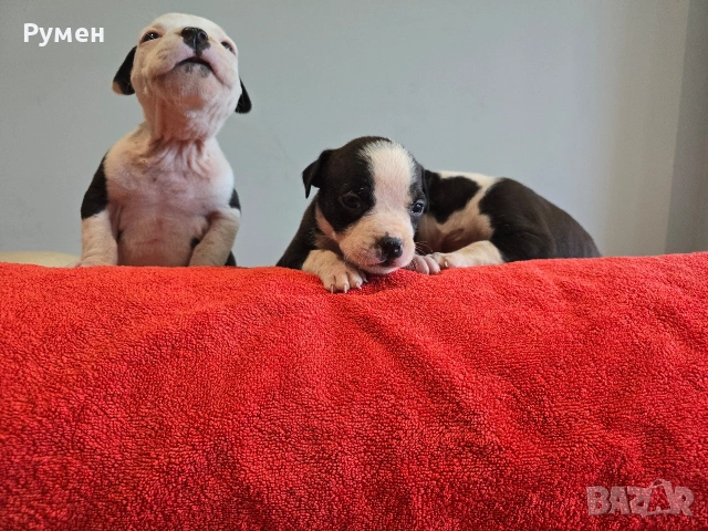 Американски стафордшир териер , снимка 16 - Американски стафордширски териер - 53970216