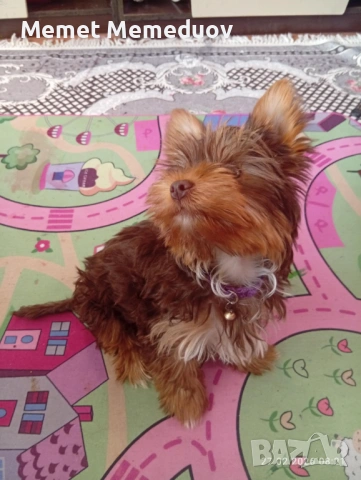 Йорки последното момченце за мераклии, снимка 2 - Йоркширски териер - 53974312