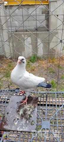Продавам Гълъба 🕊️, снимка 2 - Гълъби - 55482250