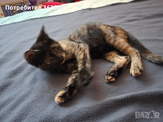 Бездомно женско коте, снимка 11 - Други - 55446529