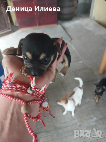 Пинчери на 40 дена, снимка 6 - Пинчер - 54167178