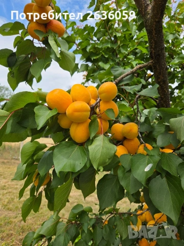 Продавам кайсии на едро.