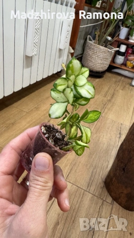  Hoya Хоя Heuskelyana variegata 