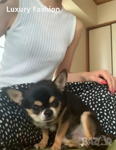 Чихуахуа кученца , снимка 11 - Чихуахуа - 54217329