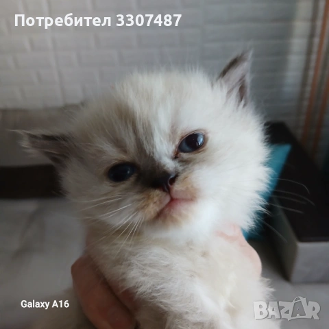 Коте Регдол, снимка 3 - Други - 54607291