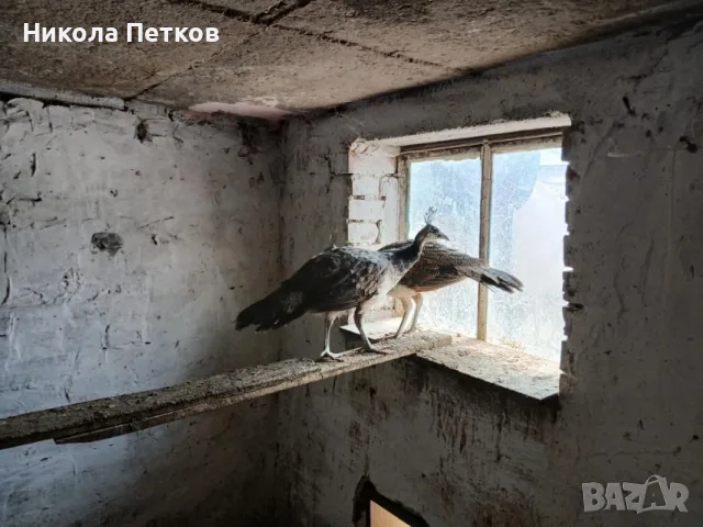 Продавам индийски пауни, снимка 6 - други­ - 55694036