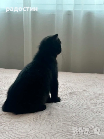 Малки шотландски котенца , снимка 4 - Британска късокосместа - 54858683