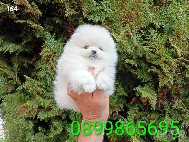 Бели мини Померани. Реални снимки !!! , снимка 7 - Померан - 55159153