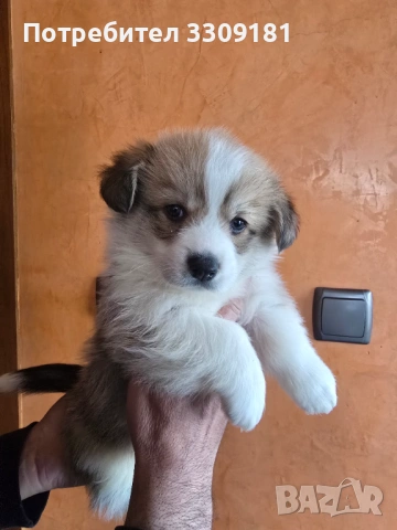 Уелско Корги , снимка 3 - Други - 54006742