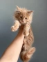 Мейн кун котенца / Мейн куун котенца / Maine coon kittens, снимка 3