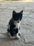 Подарявам малки игриви котенца, снимка 3