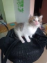 🐾 Търся дом за едно прекрасно мъжко котенце, снимка 4