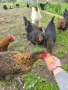 🥚 Домашни яйца от свободно отглеждани кокошки – Пловдив 🐓 , снимка 4