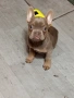 Френски булдог , снимка 2