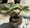 Сукулент Tradescantia sillamontana растение , снимка 6
