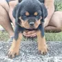🐶 Свободни са 2 женски и 1 мъжко кученце. с по 1 ваксина, снимка 10