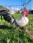 Чифт Сребърно Брезе Бантам-единствени в България, снимка 3
