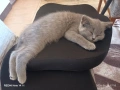 Британски котета, снимка 1