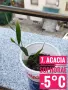 Продавам разсад от евкалипт и австралийска акация, снимка 7