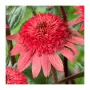 Echinacea ‘Raspberry Truffle-Ехинацея малинов трюфел, снимка 2