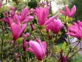  Магнолия Сюзън, Magnolia Susan, снимка 1