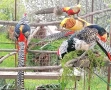 фазани, снимка 8