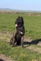 Cane Corso , снимка 7