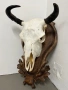 Трофей от бизон с дърворезбована поставка, снимка 2