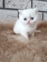 Женско котенце 🐈, снимка 1
