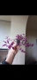 Традесканция, tradescantia Pink Paradise, снимка 5
