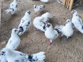 Закъртени гълъби , снимка 2