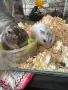 Мини хамстерчета на един месец, снимка 2