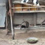 Индийски паун, снимка 2