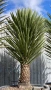 Уникална студоустойчива дървовидна юка Yucca filifera , снимка 6