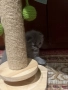 клепоуха шотландска , снимка 8