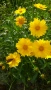 Продавам цветя Биденс - за лятно засаждане, снимка 4
