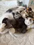 Домашни Котенца с Хигиенни Навици и Доставка до Вашия Град, снимка 8