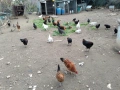 Селски кокошки, снимка 3